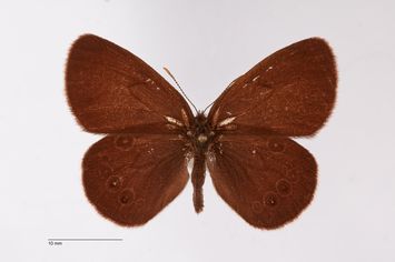 Vorschaubild Coenonympha oedippus rhenana Gradl, 1933
